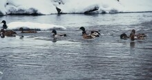 A Family Of Wild Ducks On The Frozen River. Shooting Wildlife In Cities. Selective Focus On Birds, Blurred Background.