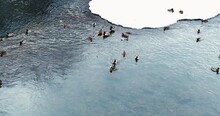Urban Mallards On A City River In Winter With Snowy Ground.