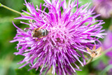 Fototapeta Pokój dzieciecy - colorful mountain flowers with insect closeup