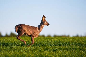 Wall Mural - Roe deer male running on field ( Capreolus capreolus ). European roe