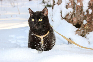 Black cat in the winter in the snow. The cat walks in the snow on a leash in the forest.