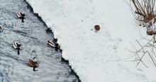 Wild Ducks On The Ice Of The River. Wild Waterfowl Surviving The Winter In An Urban Setting. Selective Focus On Animals