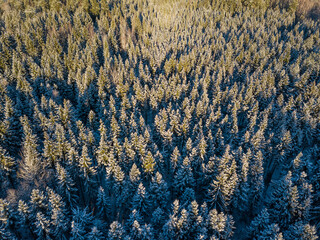 Wall Mural - Aerial view of forest in Riezupe river nature park in winter day, Latvia