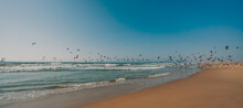 Great Colony Of Seabirds On The Beach, Pelicans And Seagulls, Flying Over The Water