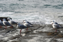 A Flock Of Seagulls Are Standing On A Rock Ledge Filled With Puddles Beside A Rough Sea. The Seagulls Are White And Grey, With Black Tails. Their Beaks And Legs Are Red.