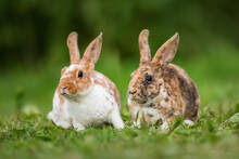 Two Little Mini Rex Breed Rabbits In Summer