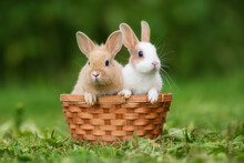 Two Little Rabbits Sitting In The Basket In Summer