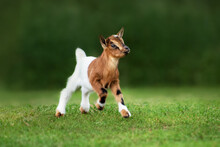 Little Funny Goat Baby Running In Summer. Farm Animals.