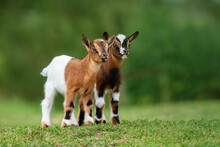 Two Little Goat Babies In Summer. Farm Animals.