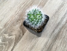 Cactus In A Pot
