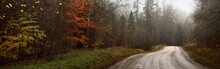 Winding Rural Road (pathway, Walkway) Through The Dark Evergreen Forest. Mighty Trees, Fog. Atmospheric Autumn Landscape. Ghost, Loneliness, Silence, Gothic, Mystery Concepts
