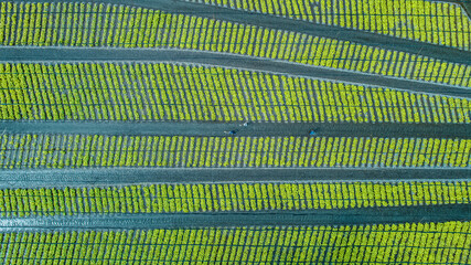 Wall Mural - Overview Drone shot of Daio Wasabi Farm. Azumino Nagano Japan