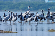 Group Of Demoiselle Cranes At River. Grus Virgo. Crane Bird.