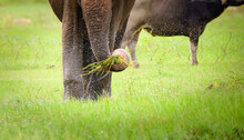 Elephant Shaking Of The Dirt And Soil On The Freshly Plucked Wet Grass, Intelligent Asian Elephant Behavior In The Wild.