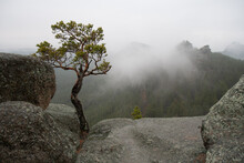 Lone Pine Growing Up Among The Rocks. Fog In Areas Near The Mountains In Burabay National Park, Aqmola Region, Kazakhstan.
