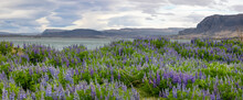 Panoramic View Of Lupin Fields In Rural Iceland