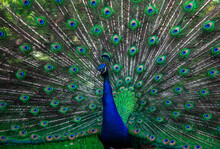 Indian Male Peacock Shows It's Beautiful Colorful Plumage