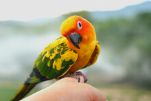 Sun Conure Parrot Or Bird Beautiful Is Aratinga Has Yellow On Hand Background Blur Mountains And Sky, (Aratinga Solstitialis) Exotic Pet Adorable, Native To Amazon