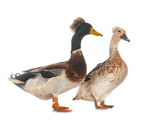 Sticker - Crested ducks breeds