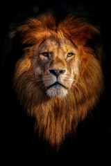 löwe portrait frontal