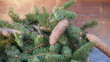 Decorative spruce tree with cones on blurred background