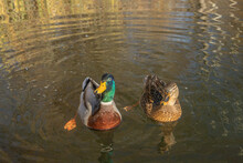 Curious Pair Of Wild Ducks, Mallards (Anas Platyrhynchos) Swimming.