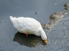 The White Duck Feeding On The River Bank
