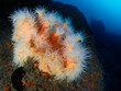 Orange Coral colony (Dendrophyllia ramea) in the Mediterranean sea