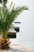 Green Palm Tree Grows On The Stone Ledge Of The Pier. Close-up