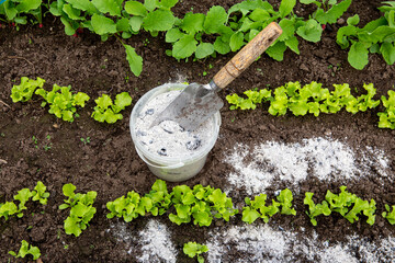 Sprinkling wood burn ash from small garden shovel between lettuce herbs for non-toxic organic insect repellent on salad in vegetable garden, dehydrating insects.