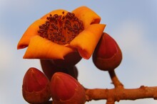Orange Flower Of Tropical Tree