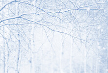 Winter Background With Snow-covered Birch Trees. Winter Landscape