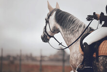Portrait Of A Dappled Gray Horse With A Beautiful Mane And A Rider In The Saddle On A Cloudy Day. Equestrian Sports. Equestrian Life.