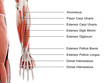 3d rendered illustration of the lower arm and hand muscles