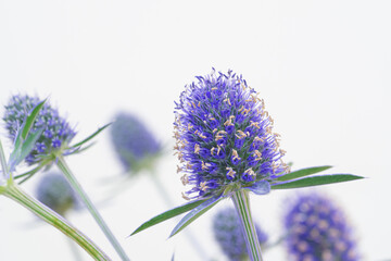 Very peri natural color Eryngium Planum flowers close-up.