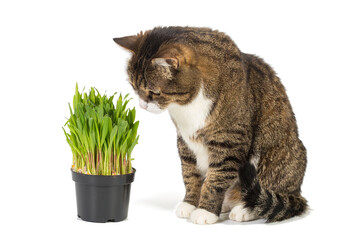 Big grey cat and cat grass in a pot