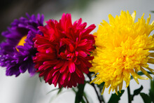 Flowers, Yellow, Red And Blue. A Bouquet Of Colorful Flowers. Different Chrysanthemum Flowers Pattern In Floral Shop. Floral Background. Vivid Flowers Close-up, Floristics. Three Garden Chrysanthemums