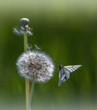 Fototapeta Dmuchawce - butterfly on flower dandelion 