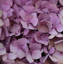Soft Pink Hydrangea Petals Close Up