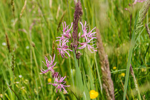 Ragged Robin Blooming In Wetland Nature Area Witte Brink In Spring
