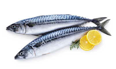 Wall Mural - Mackerel fish with lemon and rosemary isolated on white background. Fresh seafood. With clipping path.