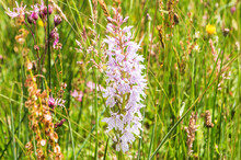 Spotted Orchid Blooming In Nature Area Wetland Witte Brink
