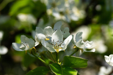 Wall Mural - Blooming pear flowers in the shade of a tree