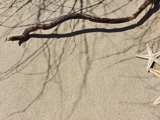 sandy beach texture. Two starfishes, tree stick and shadow herbal