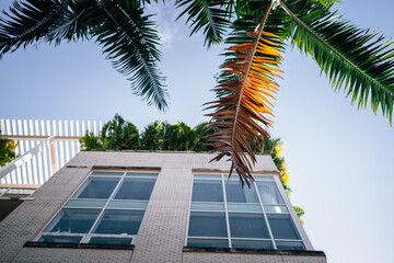 trees in the city building midtown Miami Florida  