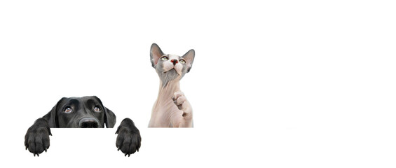 Banner pets hide black labrador dog and sphynx cat looking up giving you whale eye hanging over a blank sign with room for text. Isolated on white background.