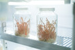 Cordyceps Sinensis Mushroom in lab glass bottle