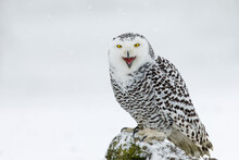 Snowy Owl, Bubo Scandiacus, Perched In Snow During Snowfall. Arctic Owl With Open Beak While Hooting Song. Beautiful White Polar Bird With Yellow Eyes. Winter In Wild Nature Habitat.