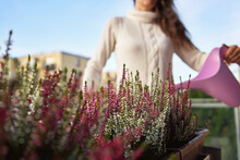 Fresh Heather Flowers Growing Outdoors Are Being Watered By A Woman