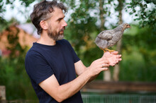 A Man Holds Young Gray Chicken In His Hands